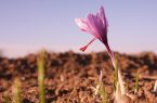 کشاورزی اصفهان باید پابرجا بماند
