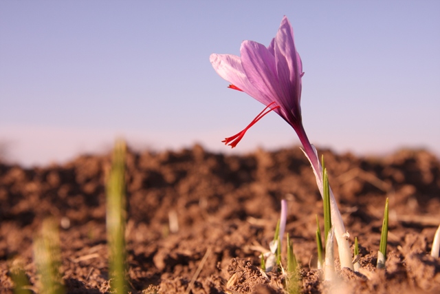 کشاورزی اصفهان باید پابرجا بماند