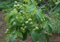 گردوی چادگان با ژنوتیپ‌های برتر بومی و بازارپسندی منحصربه‌فرد