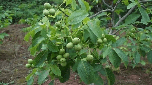 گردوی چادگان با ژنوتیپهای برتر بومی و بازارپسندی منحصربهفرد