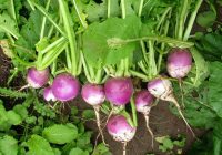 پیشبینی برداشت ۳۰۰ تُن شلغم در خور و بیابانک پیشبینی برداشت ۳۰۰ تُن شلغم در خور و بیابانک