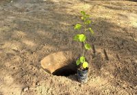 کاشت ۲۰ میلیون نهال سهم استان اصفهان است