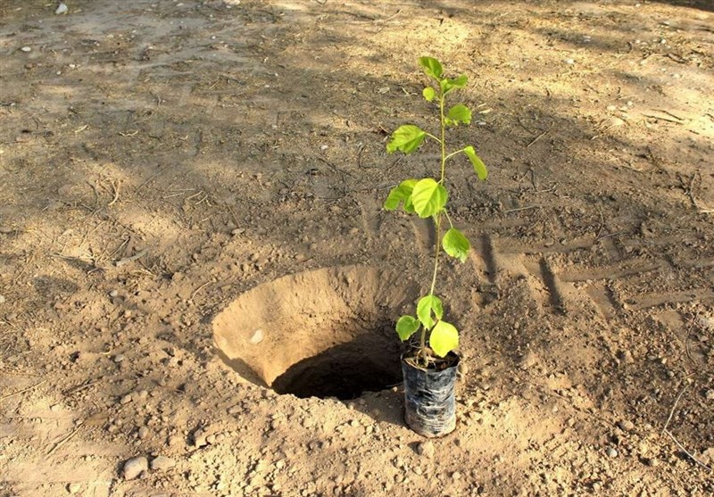 کاشت ۲۰ میلیون نهال سهم استان اصفهان است