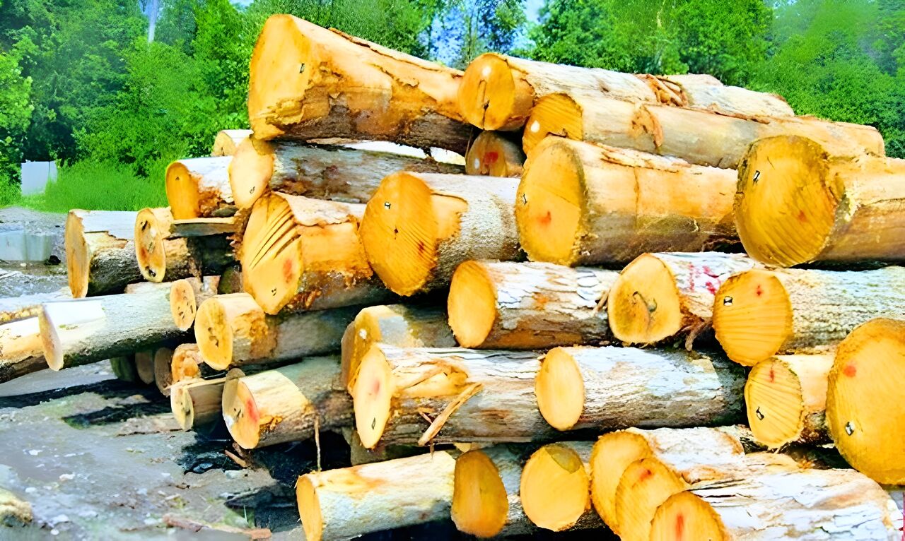 تولید سالانه هفت تن چوب در چادگان