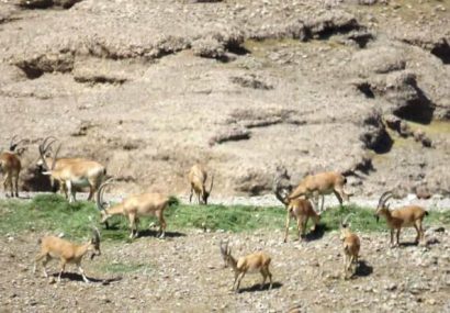 کشاورز خیر برای حیاتوحش موته علوفه اهدا کرد