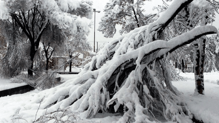 برف ۲۰۰ اصله درخت در اصفهان را شکست