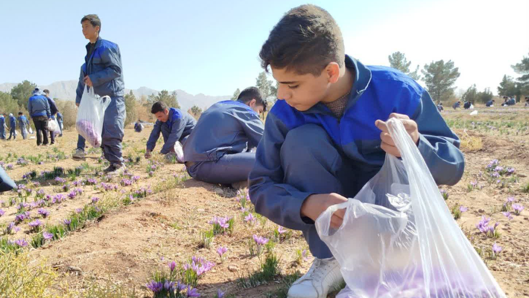 تبدیل یک هکتار مزرعه زعفران به کلاس عملی در شهرضا