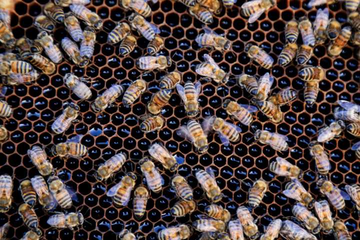 نبود ملکه اصلاح شده، چالش جدی زنبورداری کشور است