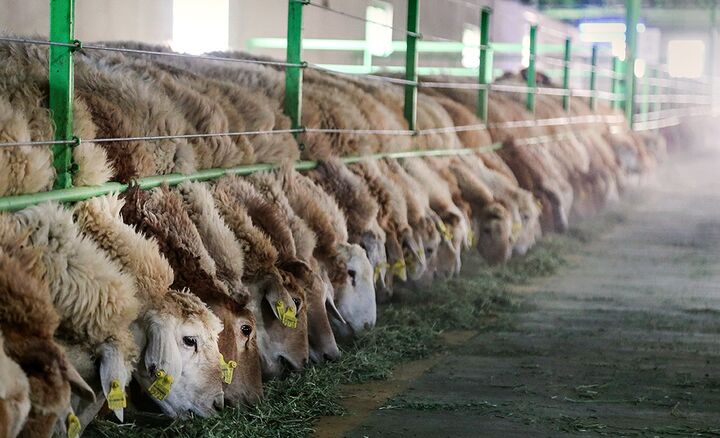 قیمت هرکیلو گوسفند زنده چقدر شد؟