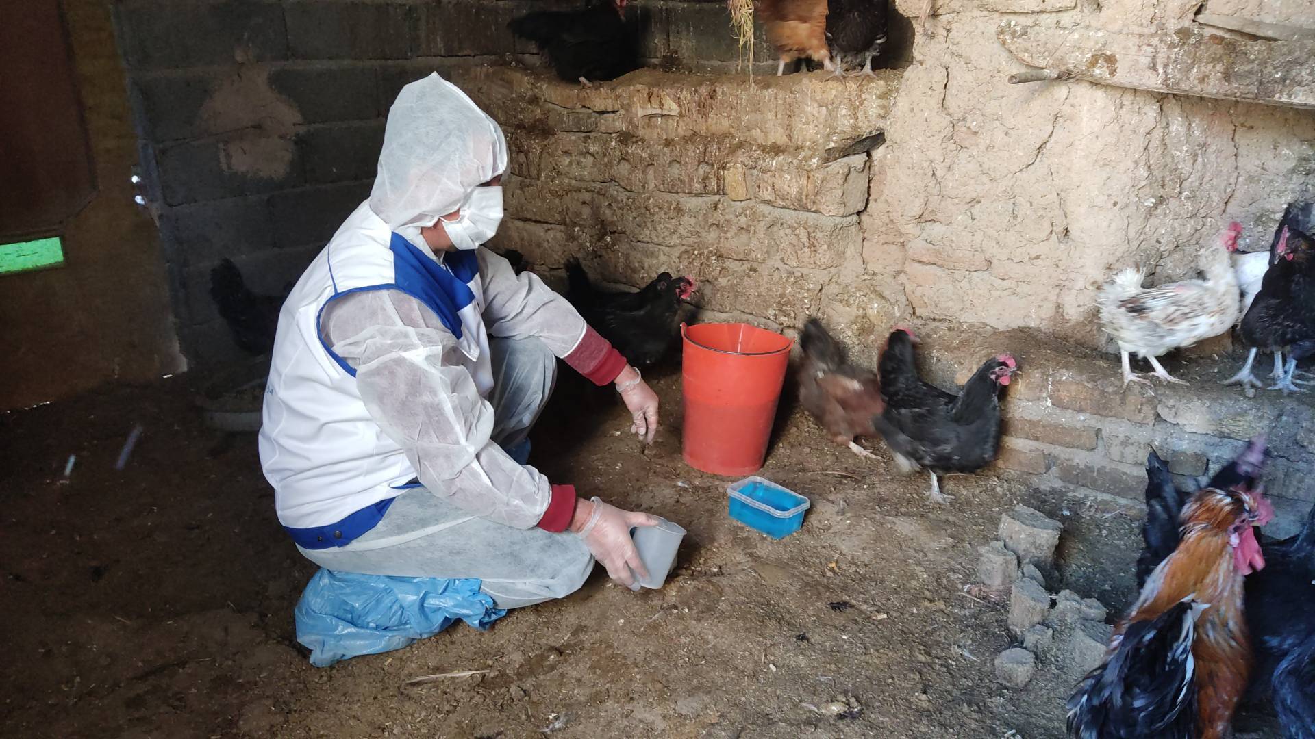 آغاز مرحله سیزدهم طرح واکسیناسیون طیور بومی