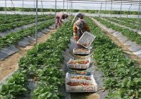 گلخانه‌داران وسایل اضطراری شرایط بحران را در ملک خود تامین کنند