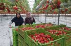افزایش ۲۰ درصدی تولید توت فرنگی در گلخانههای فلاورجان افزایش ۲۰ درصدی تولید توت فرنگی در گلخانههای فلاورجان