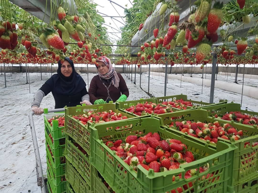 افزایش ۲۰ درصدی تولید توت فرنگی در گلخانههای فلاورجان