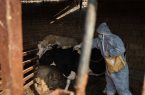 کارکنان دامپزشکی اصفهان در خط مقدم مقابله با بیماریهای دامی کارکنان دامپزشکی اصفهان در خط مقدم مقابله با بیماریهای دامی