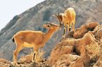 سرشماری گونههای علف خوار شاخص در پناهگاه حیات وحش موته میمه سرشماری گونههای علف خوار شاخص در پناهگاه حیات وحش موته میمه