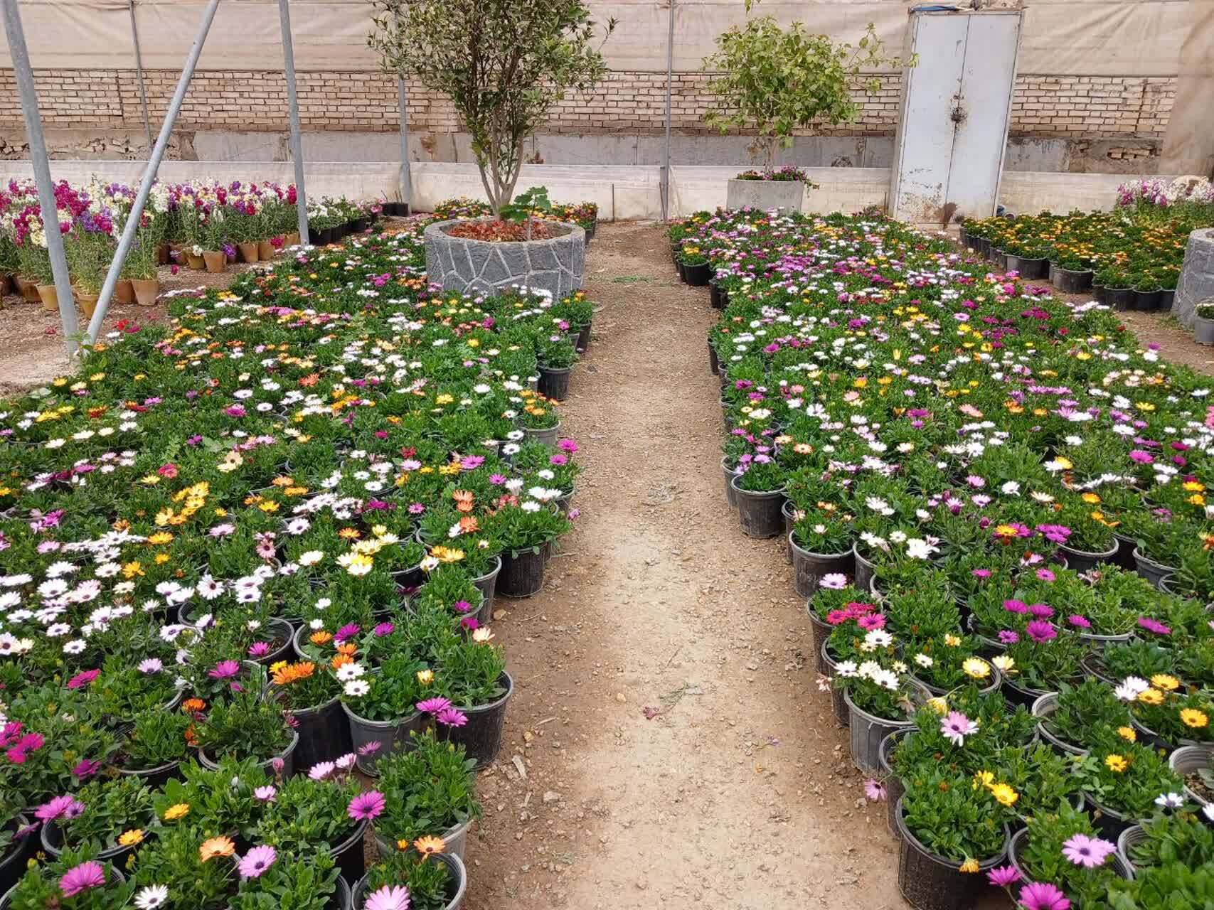 خمینی شهر معطر به گل های بهاری شد