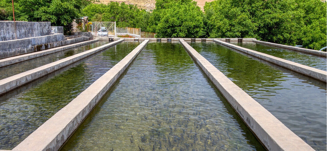 تولید نزدیک به ۱۳ هزار تن انواع ماهی خوراکی در اصفهان