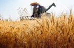 خرید تضمینی گندم با پرداخت علی‌الحسابی