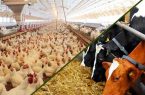 تمام واحدهای تولید دام و طیور در اصفهان فعال هستند