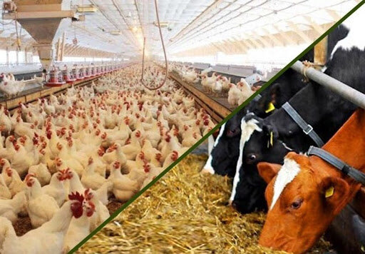 تمام واحدهای تولید دام و طیور در اصفهان فعال هستند