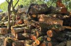 کشف ۱.۳ تن چوب تاغ در اصفهان