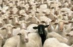 ۱۱۵ رأس دام قاچاق در نایین توقیف شد ۱۱۵ رأس دام قاچاق در نایین توقیف شد