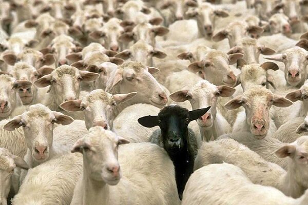 ۱۱۵ رأس دام قاچاق در نایین توقیف شد
