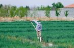 جریان ۹۰ روزه آب در زایندهرود؛ کشاورزان به سمت محصولات کمآببر بروند جریان ۹۰ روزه آب در زایندهرود؛ کشاورزان به سمت محصولات کمآببر بروند
