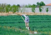 جریان ۹۰ روزه آب در زاینده‌رود؛ کشاورزان به سمت محصولات کم‌آب‌بر بروند