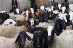 ۸۲ رأس دام قاچاق در محورهای فلاورجان توقیف شد ۸۲ رأس دام قاچاق در محورهای فلاورجان توقیف شد