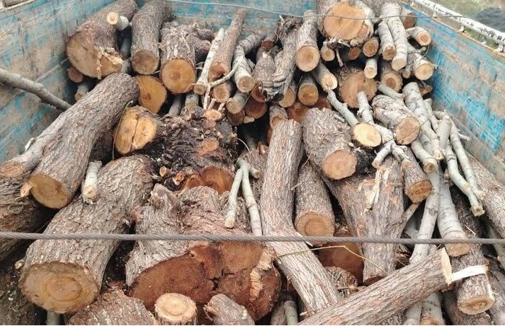 کشف ۲۳۰۰ تُن چوب تاغ در شرق اصفهان شد