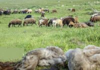 طرح‌های مرتعداری حلقه اتصال حفاظت از منابع طبیعی و توسعه اقتصادی اصفهان