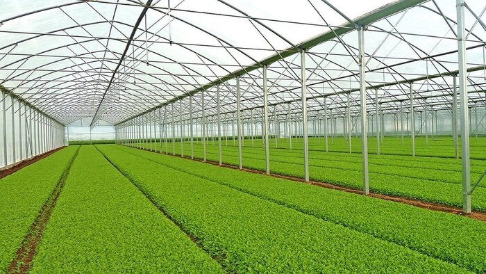 توسعه کشت گلخانه‌ای، راهبرد اصفهان برای تقویت امنیت غذایی