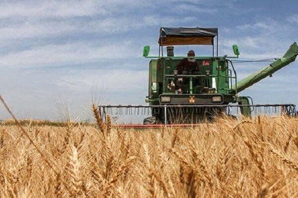پیش‌بینی برداشت ۲۳۰ هزار تن گندم در اصفهان؛ سطح زیرکشت برنج کاهش یافتر