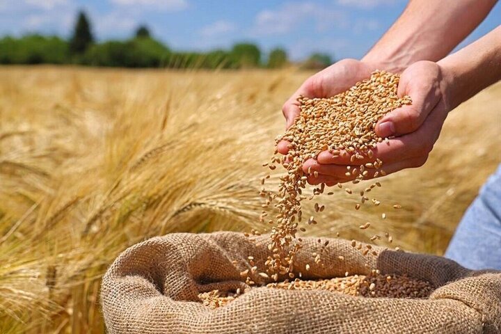 افزون بر ۲۰ رقم بذر گندم در اصفهان تولید می‌شود