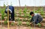 پروژههای هفته دولت تکمیلکننده زنجیره توسعه کشاورزی اصفهان پروژههای هفته دولت تکمیلکننده زنجیره توسعه کشاورزی اصفهان