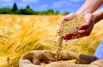 برداشت بیش از ۲۲ هزار تن گندم و جو در بویین میاندشت