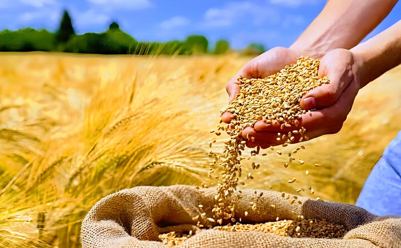 برداشت بیش از ۲۲ هزار تن گندم و جو در بویین میاندشت