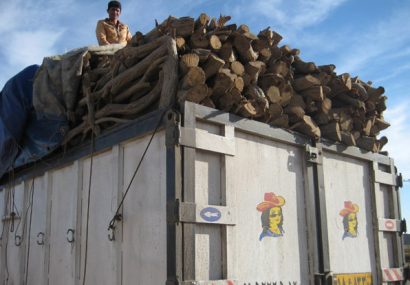 ۵۰۰ کیلوگرم چوب قاچاق طاق در آران و بیدگل کشف شد