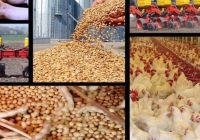 بحران هزینه تولید در زنجیره تأمین مرغ کشور