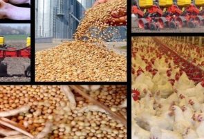 بحران هزینه تولید در زنجیره تأمین مرغ کشور
