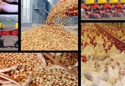 بحران هزینه تولید در زنجیره تأمین مرغ کشور بحران هزینه تولید در زنجیره تأمین مرغ کشور