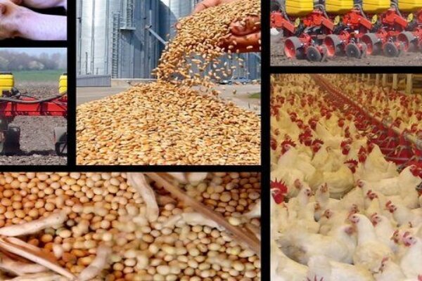 بحران هزینه تولید در زنجیره تأمین مرغ کشور
